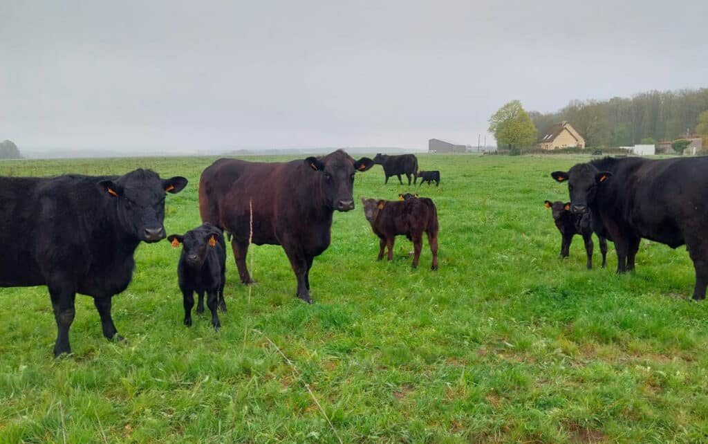 vache gy les nonains 2